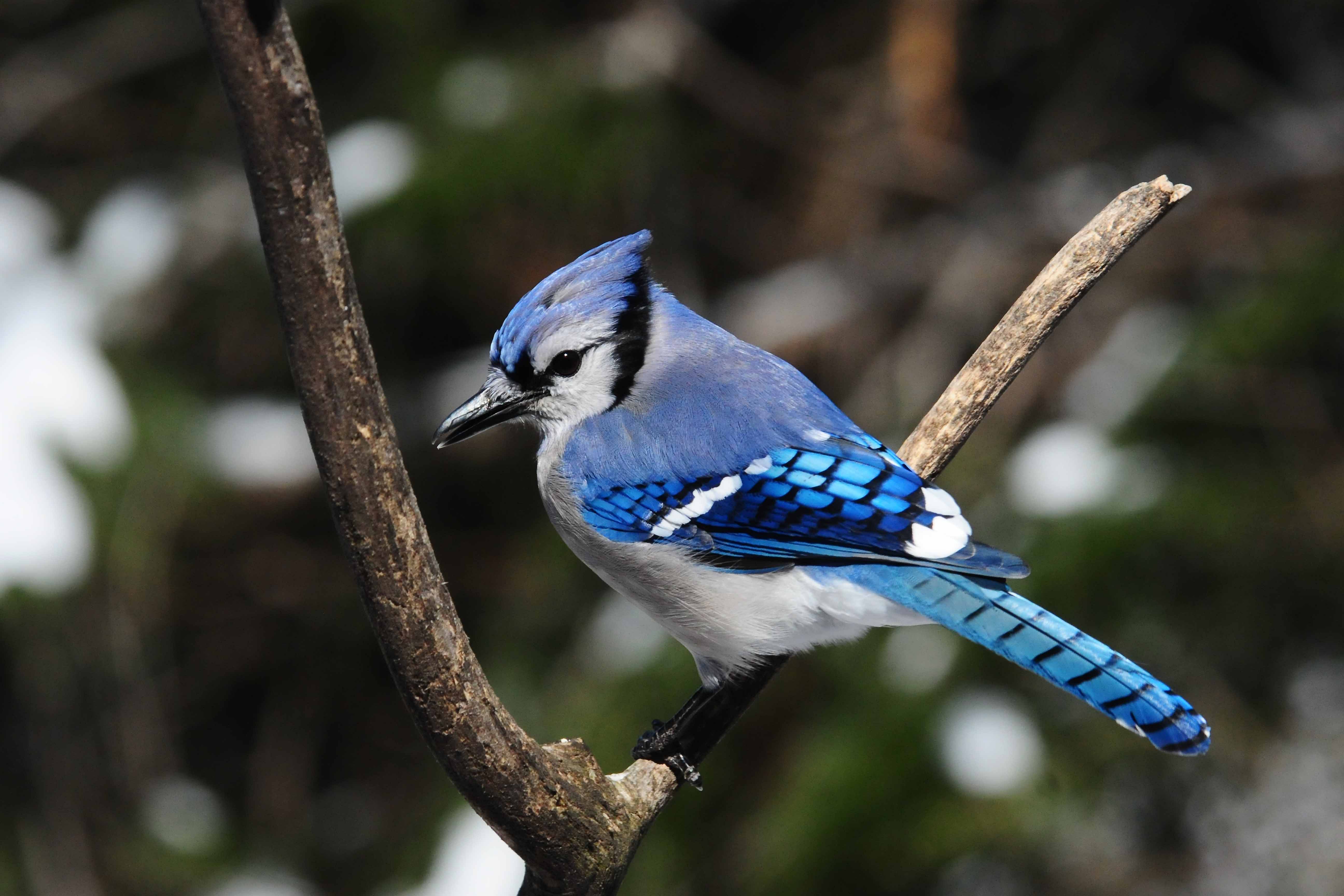 all about blue jays